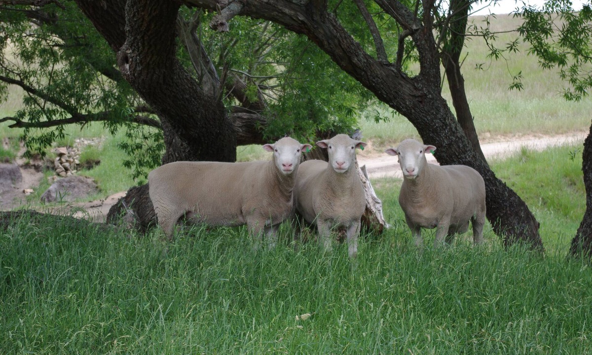 Bungendore Cottage | Private cosy cottage for familes, friends and groups