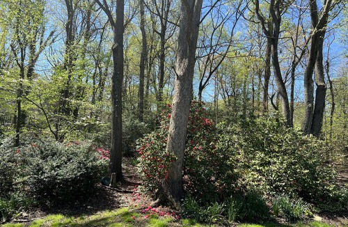 Lanham House | 14 minutes to University of Maryland, Close to Washington DC/Tyson's Corner
