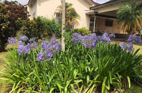 Mandeville Bed & Breakfast | Agapantha Cottage