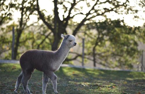 Monteluiano House | Agriturismo Il Beccafico Alpaca