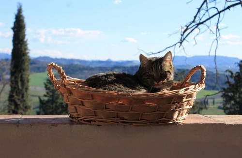 Ghizzano Bed & Breakfast | BB Gli Aristogatti