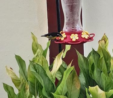 Bon Accord Village House | Breadfruit lodge