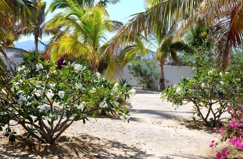 El Sargento Villa | Casa Carolina's A Beautiful Beach House Surrounded By Palm Trees & Flowers.
