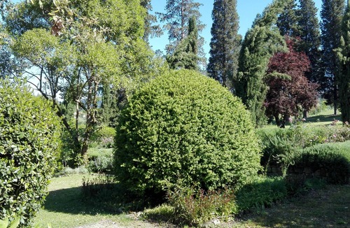 Coverciano Villa | Former historical chapel in villa: pool, garden, parking space, fenced property