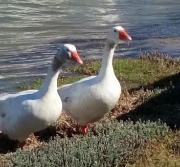 Velddrif Apartment | Kingfisher by the river - self catering