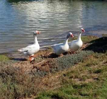 Velddrif Apartment | Kingfisher by the river - self catering