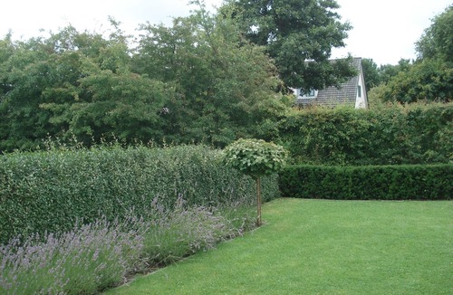 Schoorl House | Luring Holiday Home in Callantsoog near the Sea