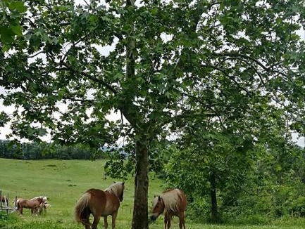 Marzabotto Bed & Breakfast | Monte Termine Country House