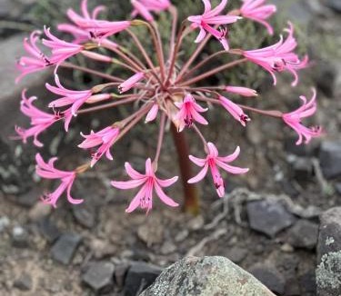 Karoo Hoogland House | Oudeberg Gaste Plaas