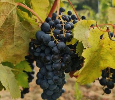 Peccioli House | Relais Podere Borgaruccio, Wine Resort and Restaurant