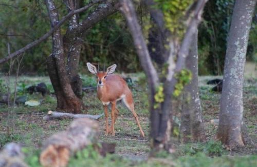 Magaliesberg Apartment | Relaxing Mountain Cottages - Hikes, Boma, Pool