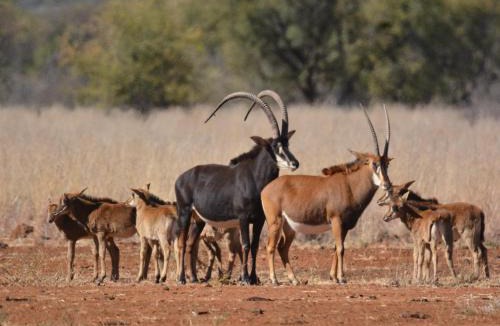 Kgetlengrivier Cabin | Stroomrivier Lodge