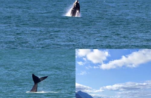 Hermanus City-Centre Apartment | The Sun, Whales & Waves - Seafront Apartment