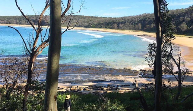 Burrawang at Depot Beach