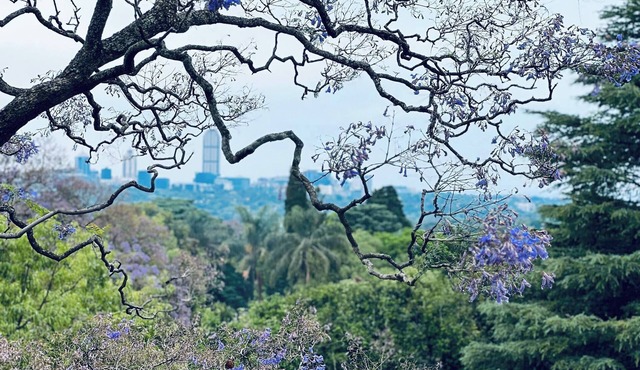 Calm & Connected Skyline Views Melrose Sandton
