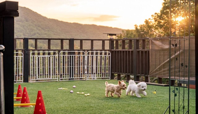 Gapyeong Darin Pet-friendly Pension