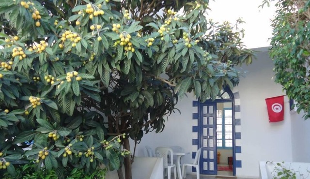House / Villa - LA MARSA-House with character and little garden