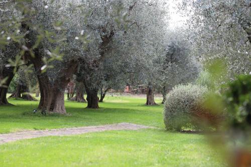 Isola degli Ulivi