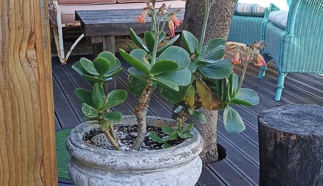 Lovely 1-bedroom bungalow in Kommetjie, private entrance in best location