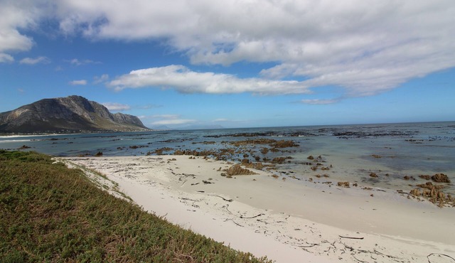 Oystercatcher in Betty's Bay