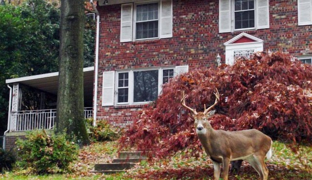Private Retreat. Apartmnt in DC- 3 miles to the White House. Pets are welcome!