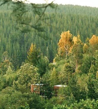 Serene Cabin in a Private Forest