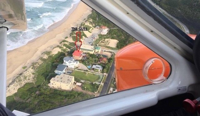 The Gull
