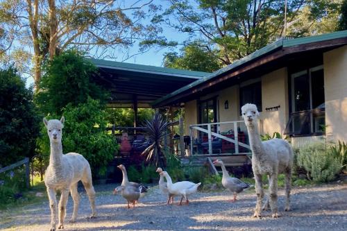 Tranquil farmhouse with sea view, dog friendly