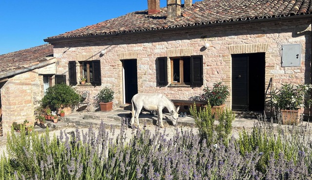 Vacation apartment in the middle of paradise, on Monte Paganuccio/Marche. Nature and tranquillity.