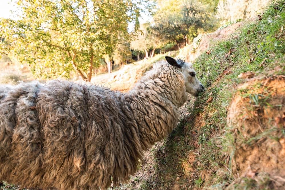 Photo of Others in Montecastello