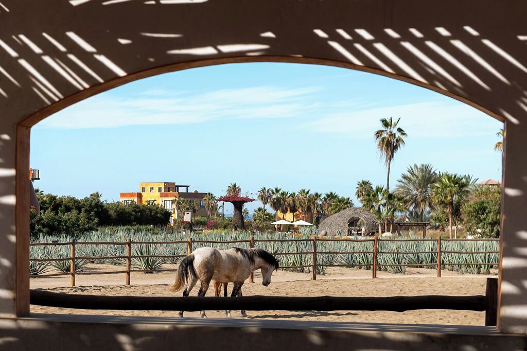 Photo of Others in Todos Santos
