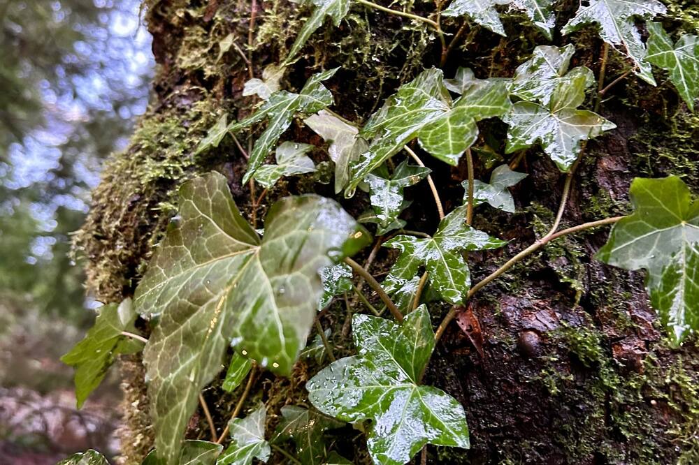 Photo of Outdoor in Port Moody