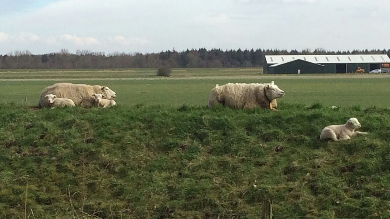 Photo of Others in Hensbroek
