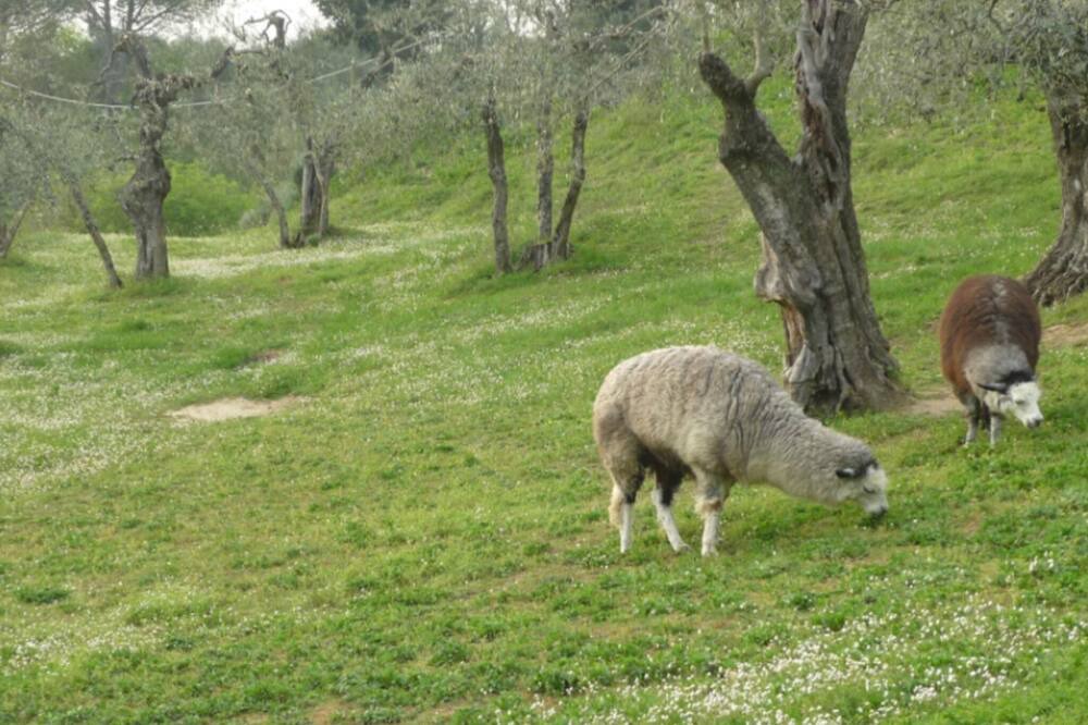 Photo of Others in Montecastello