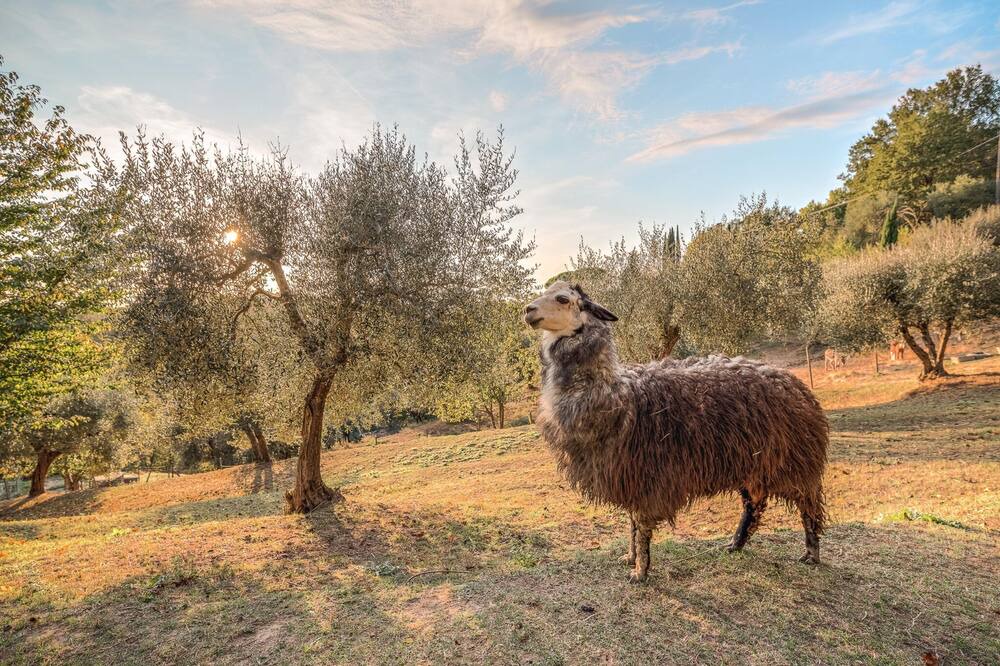 Photo of Others in Montecastello