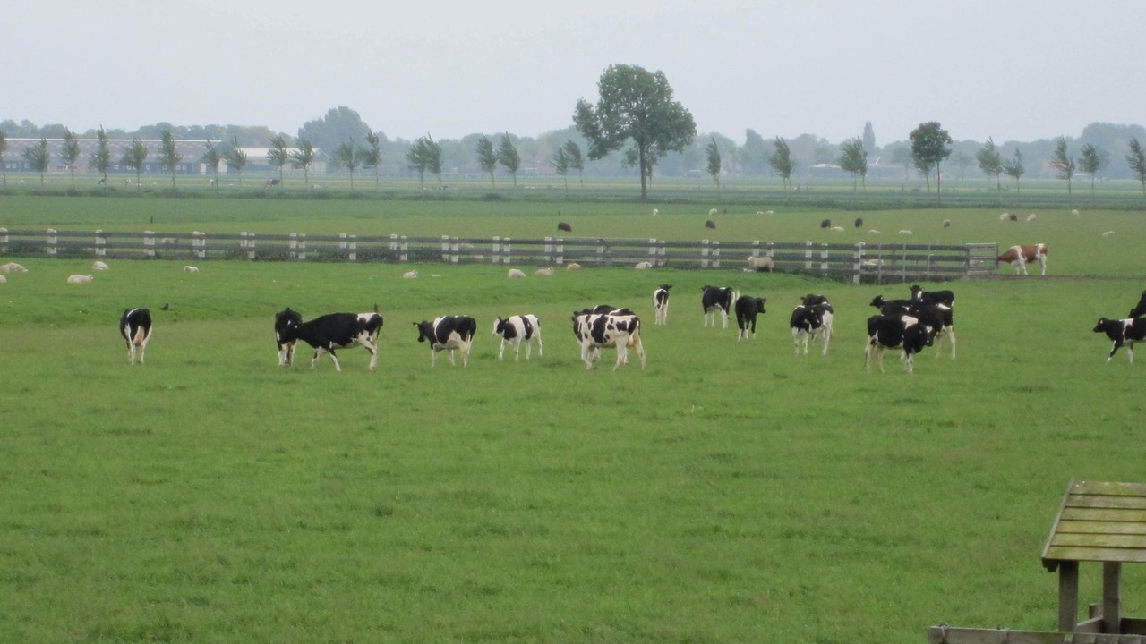 Photo of Others in Noordbeemster