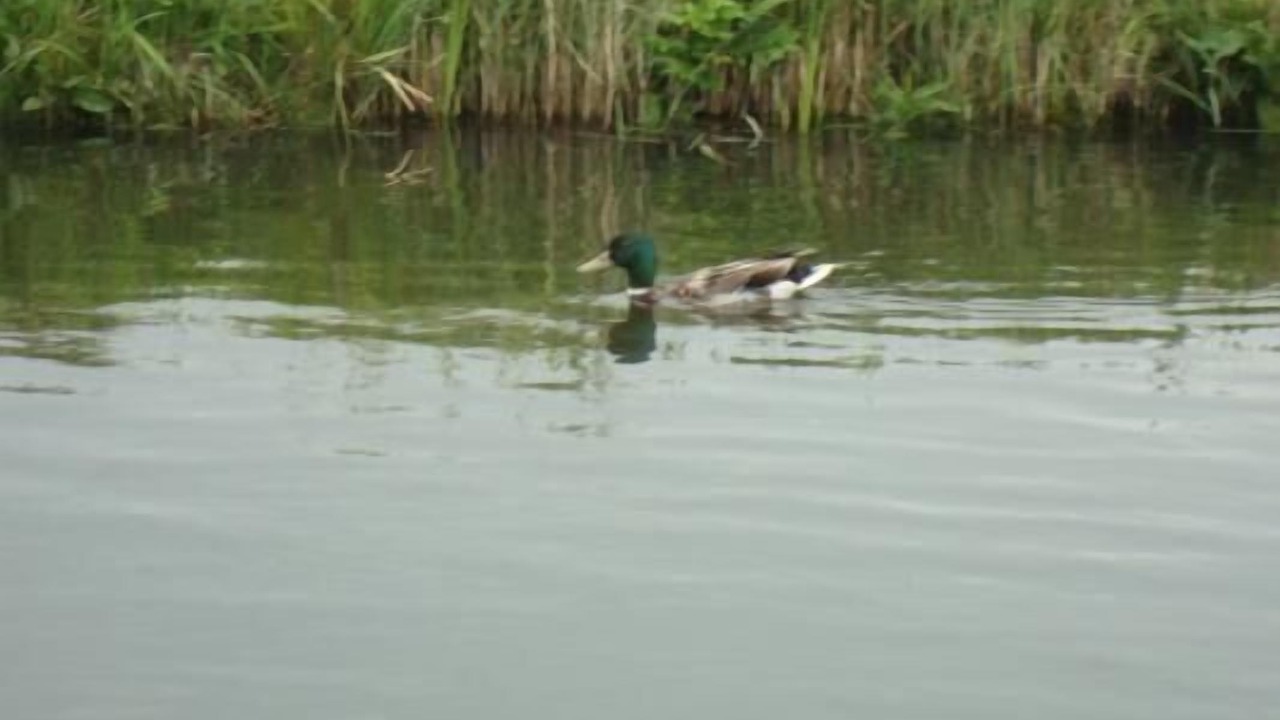 Photo of Others in Onderdijk