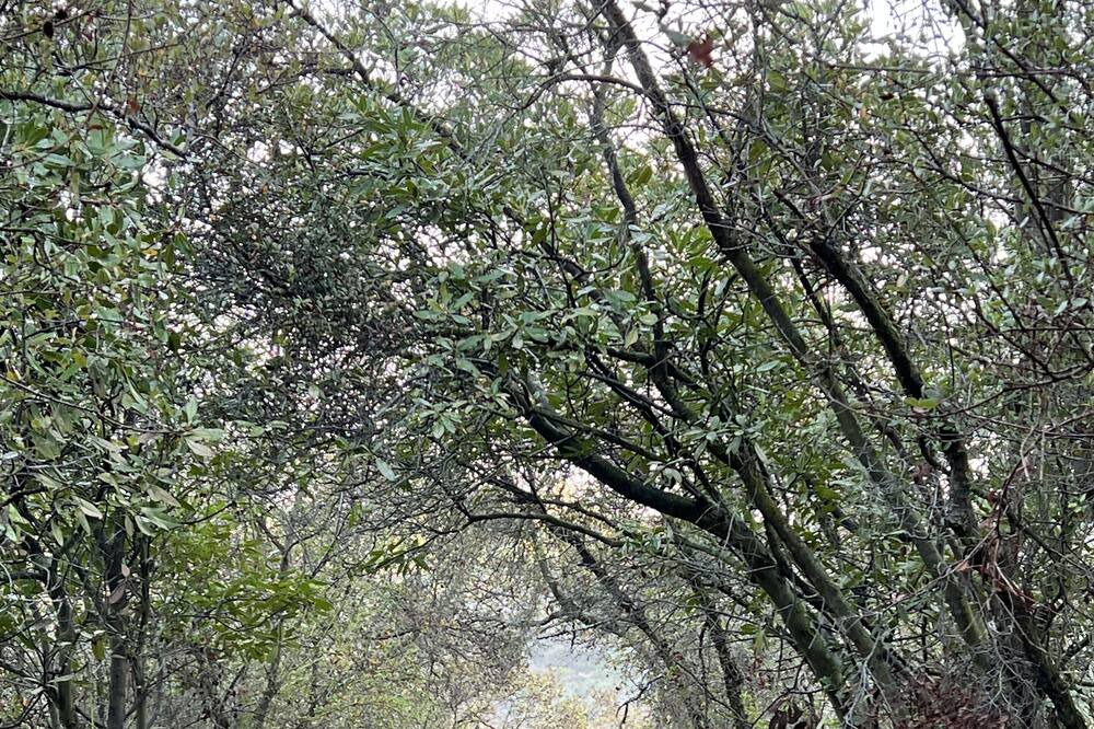 Photo of Outdoor in Topanga