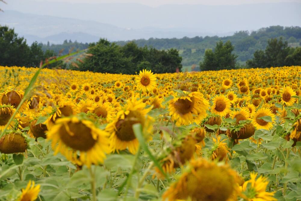 Photo of Outdoor in Gattaia
