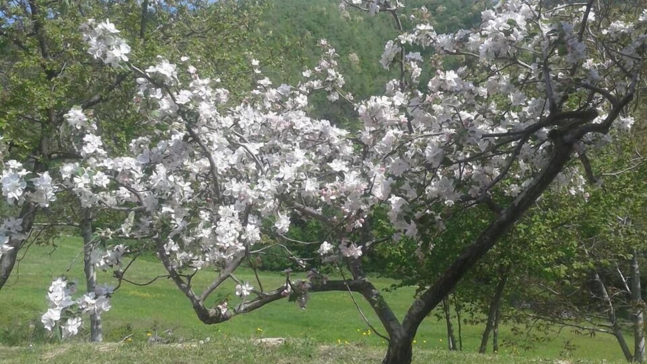 Photo of Outdoor in Brisighella