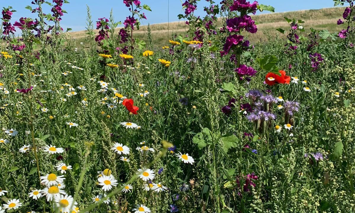 Photo of Outdoor in Zijdewind