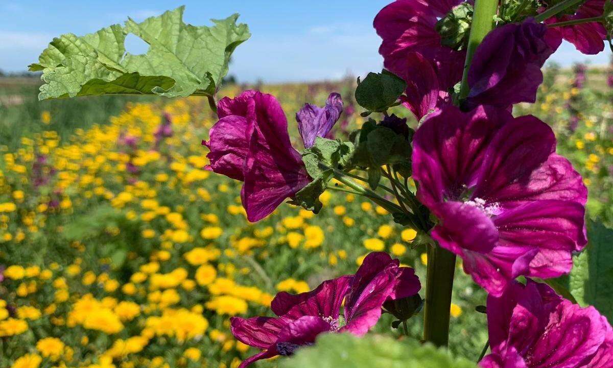 Photo of Outdoor in Zijdewind
