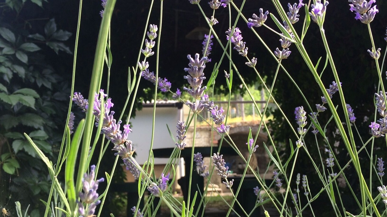 Photo of Outdoor in Stia