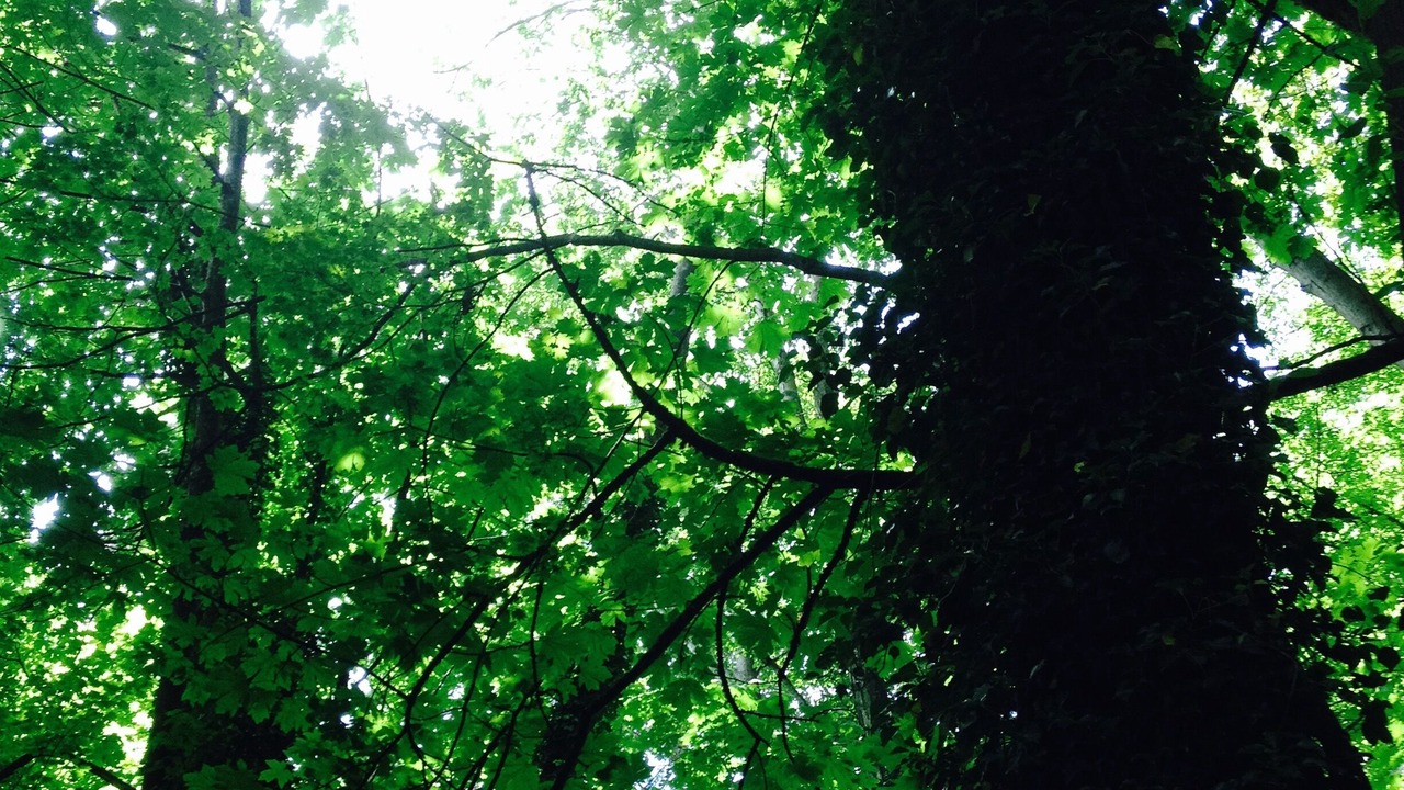 Photo of Outdoor in Pemberton Heights