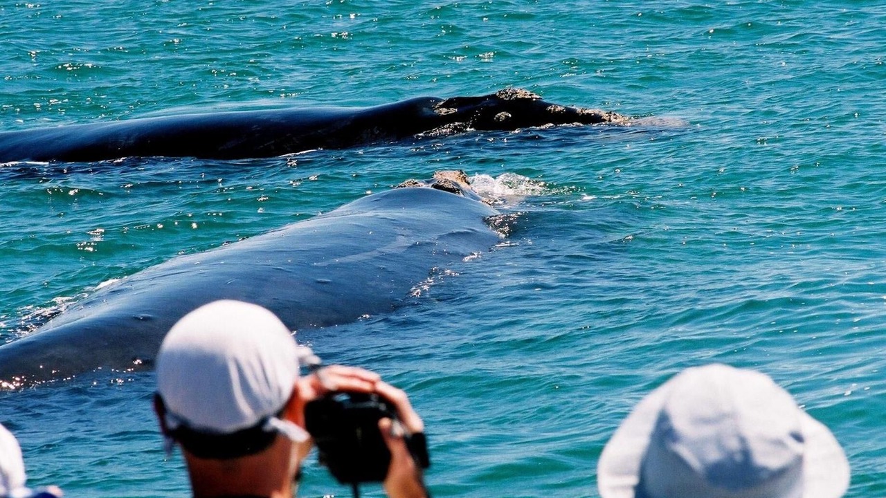 Photo of Others in Hermanus