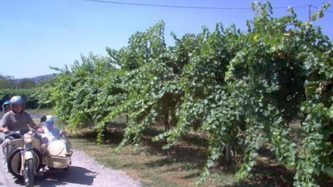 Photo of Others in Scandiano