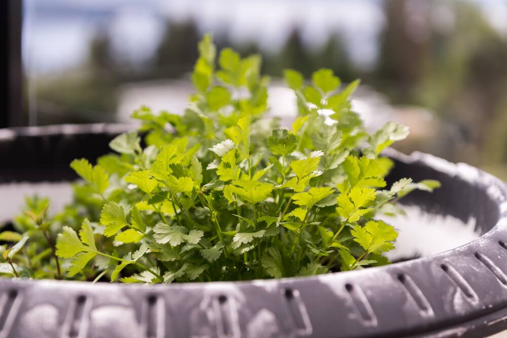 Photo of Outdoor in West Vancouver