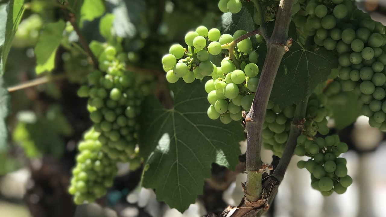 Photo of Others in Napa