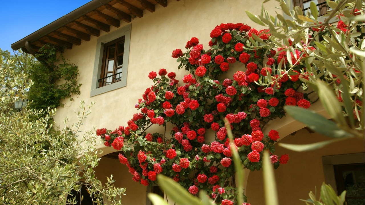 Photo of Outdoor in Borgo San Lorenzo