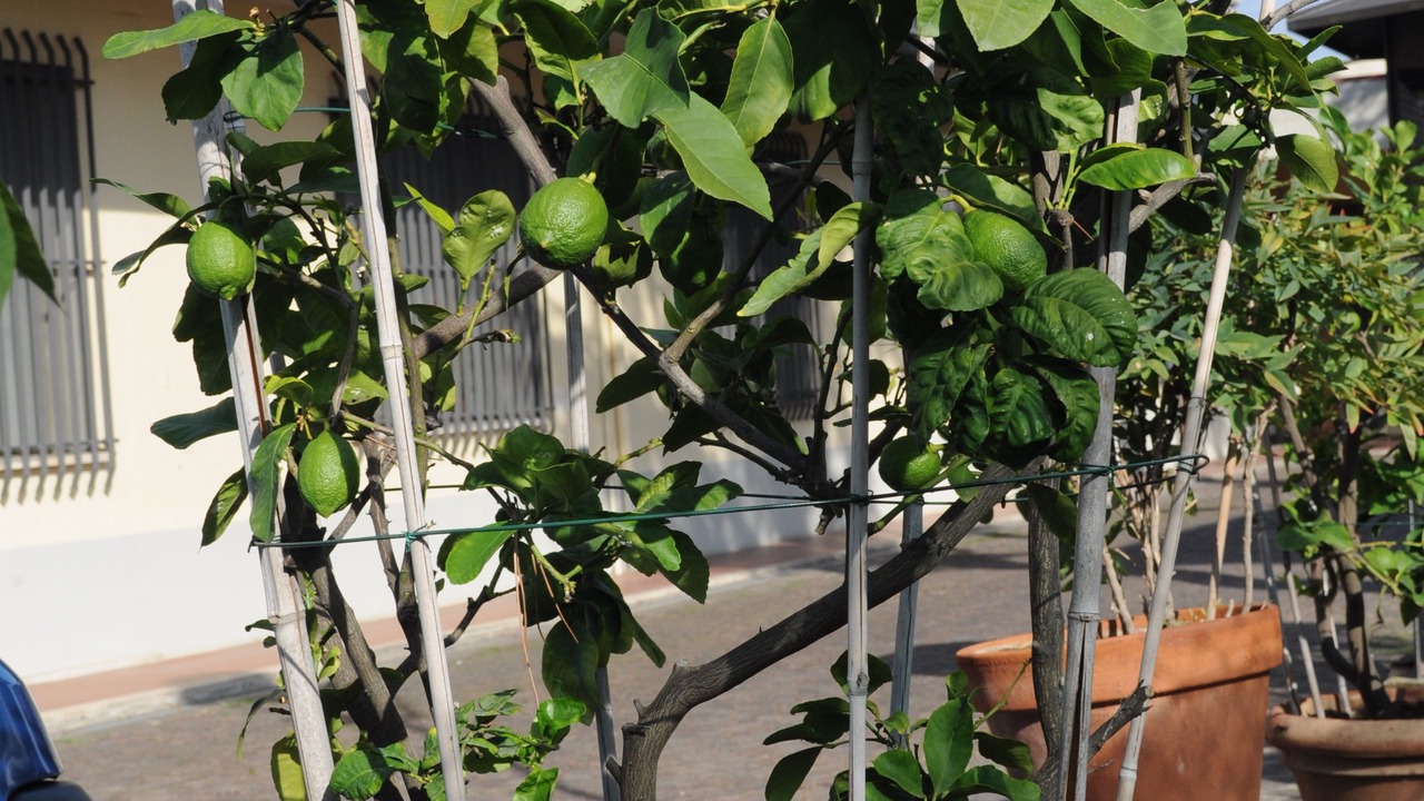 Photo of Outdoor in Signa